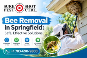 Bee Removal in Springfield