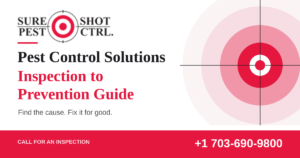 Pest Control Solutions